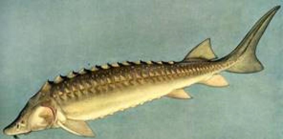 Рыба филе припущенная (ТТК3462)